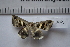  ( - MOTH641)  @12 [ ] Copyright (2012) Aditi S. Shere-Kharwar Paul Hebert Centre for DNA Barcoding and Biodiversity Studies (PHCDBBS)