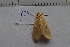  ( - MOTH694)  @12 [ ] Copyright (2013) Aditi S. Shere-Kharwar Paul Hebert Centre for DNA Barcoding and Biodiversity Studies (PHCDBBS)