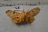  ( - MOTH748)  @13 [ ] Copyright (2013) Aditi S. Shere-Kharwar Paul Hebert Centre for DNA Barcoding and Biodiversity Studies (PHCDBBS)