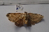  ( - MOTH762)  @12 [ ] Copyright (2013) Aditi S. Shere-Kharwar Paul Hebert Centre for DNA Barcoding and Biodiversity Studies (PHCDBBS)
