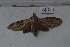  ( - MOTH782)  @12 [ ] Copyright (2013) Aditi S. Shere-Kharwar Paul Hebert Centre for DNA Barcoding and Biodiversity Studies (PHCDBBS)