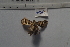  ( - MOTH786)  @12 [ ] Copyright (2013) Aditi S. Shere-Kharwar Paul Hebert Centre for DNA Barcoding and Biodiversity Studies (PHCDBBS)