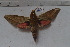  ( - MOTH848)  @11 [ ] Copyright (2013) Aditi S. Shere-Kharwar Paul Hebert Centre for DNA Barcoding and Biodiversity Studies (PHCDBBS)