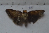  ( - MOTH863)  @12 [ ] Copyright (2013) Aditi S. Shere-Kharwar Paul Hebert Centre for DNA Barcoding and Biodiversity Studies (PHCDBBS)
