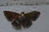  ( - MOTH867)  @12 [ ] Copyright (2013) Aditi S. Shere-Kharwar Paul Hebert Centre for DNA Barcoding and Biodiversity Studies (PHCDBBS)
