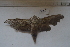  ( - MOTH872)  @13 [ ] Copyright (2013) Aditi S. Shere-Kharwar Paul Hebert Centre for DNA Barcoding and Biodiversity Studies (PHCDBBS)