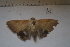  ( - MOTH874)  @12 [ ] Copyright (2013) Aditi S. Shere-Kharwar Paul Hebert Centre for DNA Barcoding and Biodiversity Studies (PHCDBBS)