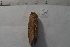 ( - MOTH894)  @12 [ ] Copyright (2013) Aditi S. Shere-Kharwar Paul Hebert Centre for DNA Barcoding and Biodiversity Studies (PHCDBBS)