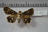  ( - MOTH625)  @12 [ ] Copyright (2013) Aditi S. Shere-Kharwar Paul Hebert Centre for DNA Barcoding and Biodiversity Studies (PHCDBBS)