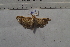  ( - MOTH822)  @12 [ ] Copyright (2013) Aditi S. Shere-Kharwar Paul Hebert Centre for DNA Barcoding and Biodiversity Studies (PHCDBBS)