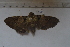  ( - MOTH855)  @12 [ ] Copyright (2013) Aditi S. Shere-Kharwar Paul Hebert Centre for DNA Barcoding and Biodiversity Studies (PHCDBBS)