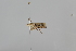  ( - CT00093)  @12 [ ] No Rights Reserved (2018) Patrick Strutzenberger University of Vienna, Department of Botany and Biodeversity Research