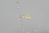  ( - CT00096)  @11 [ ] No Rights Reserved (2018) Patrick Strutzenberger University of Vienna, Department of Botany and Biodeversity Research