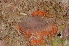 ( - ZMBN-105605)  @11 [ ] Creative Commons  CC BY-NC-SA 4.0 (2015) Manuel Malaquias University Museum of Bergen, Natural History Museum of Bergen - Zoological Department
