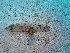  (Jorunna rubescens - ZMBN-121281)  @11 [ ] Creative Commons  CC BY-NC-SA 4.0 (2017) Manuel Malaquias University Museum of Bergen, Natural History Museum of Bergen - Zoological Department