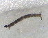  ( - BIM_TS_00006)  @12 [ ] CreativeCommons - Attribution (2010) Unspecified Centre for Biodiversity Genomics