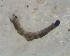  ( - BIM_TS_00012)  @12 [ ] CreativeCommons - Attribution (2010) Unspecified Centre for Biodiversity Genomics