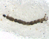  ( - BIM_TS_00039)  @12 [ ] CreativeCommons - Attribution (2010) Unspecified Centre for Biodiversity Genomics