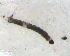  ( - BIM_TS_00050)  @12 [ ] CreativeCommons - Attribution (2010) Unspecified Centre for Biodiversity Genomics