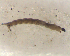  ( - BIM_TS_00160)  @12 [ ] CreativeCommons - Attribution (2010) Unspecified Centre for Biodiversity Genomics