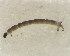  ( - BIM_TS_00162)  @12 [ ] CreativeCommons - Attribution (2010) Unspecified Centre for Biodiversity Genomics