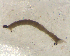  ( - BIM_TS_00168)  @12 [ ] CreativeCommons - Attribution (2010) Unspecified Centre for Biodiversity Genomics