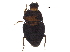 (Acritus exiguus - BIOUG33358-E10)  @13 [ ] CreativeCommons - Attribution (2017) CBG Photography Group Centre for Biodiversity Genomics