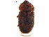  ( - BIOUG34060-A03)  @11 [ ] CreativeCommons - Attribution (2018) CBG Photography Group Centre for Biodiversity Genomics