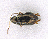  ( - CNC1817197)  @11 [ ] CreativeCommons - Attribution Non-Commercial (2023) Hume Douglas Canadian National Collection of Insects, Arachnids and Nematodes