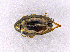  ( - CNC1817198)  @11 [ ] CreativeCommons - Attribution Non-Commercial (2023) Hume Douglas Canadian National Collection of Insects, Arachnids and Nematodes