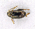  ( - CNC1817199)  @11 [ ] CreativeCommons - Attribution Non-Commercial (2023) Hume Douglas Canadian National Collection of Insects, Arachnids and Nematodes