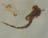  ( - UFSCAR FL-00011)  @12 [ ] CreativeCommons - Attribution (2010) Unspecified Centre for Biodiversity Genomics