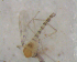  ( - UFSCAR FL-00025)  @12 [ ] CreativeCommons - Attribution (2010) Unspecified Centre for Biodiversity Genomics