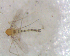  ( - UFSCAR FL-00028)  @12 [ ] CreativeCommons - Attribution (2010) Unspecified Centre for Biodiversity Genomics