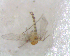 ( - UFSCAR FL-00033)  @12 [ ] CreativeCommons - Attribution (2010) Unspecified Centre for Biodiversity Genomics