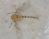  ( - UFSCAR FL-00035)  @12 [ ] CreativeCommons - Attribution (2010) Unspecified Centre for Biodiversity Genomics