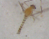 ( - UFSCAR FL-00040)  @12 [ ] CreativeCommons - Attribution (2010) Unspecified Centre for Biodiversity Genomics