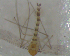  ( - UFSCAR FL-00046)  @11 [ ] CreativeCommons - Attribution (2010) Unspecified Centre for Biodiversity Genomics