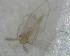  ( - UFSCAR FL-00049)  @12 [ ] CreativeCommons - Attribution (2010) Unspecified Centre for Biodiversity Genomics