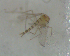  ( - UFSCAR FL-00051)  @12 [ ] CreativeCommons - Attribution (2010) Unspecified Centre for Biodiversity Genomics