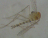  ( - UFSCAR FL-00052)  @12 [ ] CreativeCommons - Attribution (2010) Unspecified Centre for Biodiversity Genomics