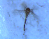  ( - UFSCAR FL-00053)  @12 [ ] CreativeCommons - Attribution (2010) Unspecified Centre for Biodiversity Genomics