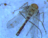  ( - UFSCAR FL-00056)  @12 [ ] CreativeCommons - Attribution (2010) Unspecified Centre for Biodiversity Genomics