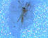  ( - UFSCAR FL-00059)  @12 [ ] CreativeCommons - Attribution (2010) Unspecified Centre for Biodiversity Genomics