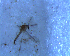  ( - UFSCAR FL-00065)  @13 [ ] CreativeCommons - Attribution (2010) Unspecified Centre for Biodiversity Genomics