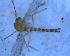  ( - UFSCAR FL-00069)  @12 [ ] CreativeCommons - Attribution (2010) Unspecified Centre for Biodiversity Genomics