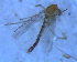  ( - UFSCAR FL-00070)  @12 [ ] CreativeCommons - Attribution (2010) Unspecified Centre for Biodiversity Genomics