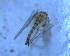  ( - UFSCAR FL-00071)  @12 [ ] CreativeCommons - Attribution (2010) Unspecified Centre for Biodiversity Genomics