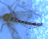  ( - UFSCAR FL-00080)  @12 [ ] CreativeCommons - Attribution (2010) Unspecified Centre for Biodiversity Genomics