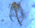  ( - UFSCAR FL-00082)  @12 [ ] CreativeCommons - Attribution (2010) Unspecified Centre for Biodiversity Genomics